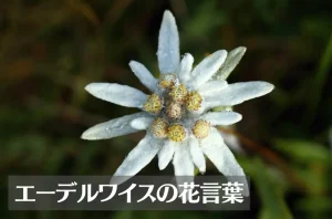 エーデルワイスの花言葉は怖い？意味や由来、種類、英語名の花言葉もご紹介！ | ホギホギ