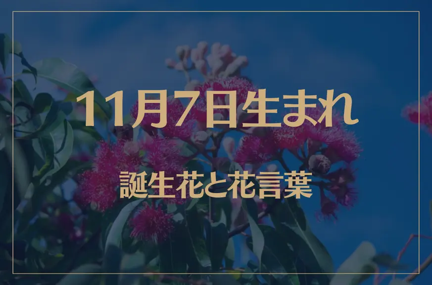 11月7日の誕生花と花言葉がコレ！性格や恋愛・仕事などの誕生日占いもご紹介！