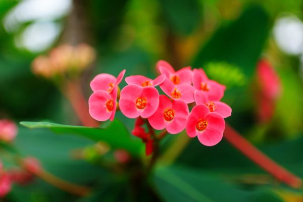 ハナキリン(花麒麟)