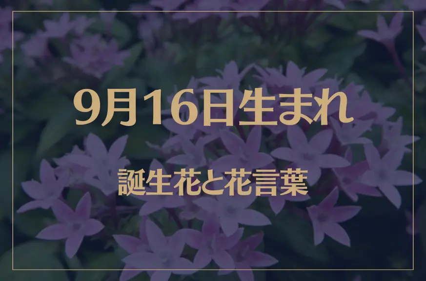 9月16日の誕生花と花言葉がコレ！性格や恋愛・仕事などの誕生日占いもご紹介！