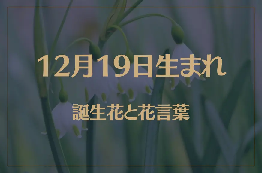 12月19日の誕生花と花言葉がコレ！性格や恋愛・仕事などの誕生日占いもご紹介！