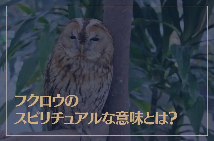 フクロウのスピリチュアルな意味とは？白いフクロウは縁起が良い？