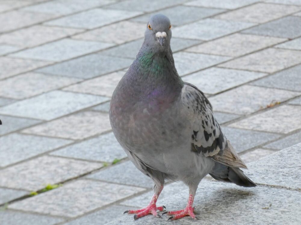 【夢占い】鳩の夢の意味7選！シチュエーション別にご紹介！